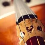 view of a cello from the bridge down the neck to the scroll